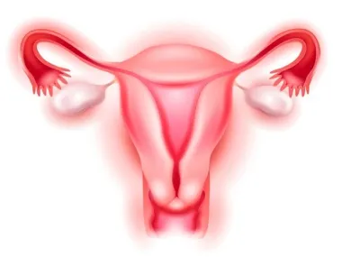 A méhnyak a menstruáció előtt, hogy az érintés, a készítmény külleme és mit kell