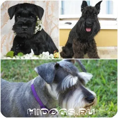 Törpe schnauzer kölykök mind a fajta, különösen a természetvédelmi (fotó) (képviselők a fajta) Törpe schnauzer kölykök mind a fajta, különösen a természetvédelmi (fotó)