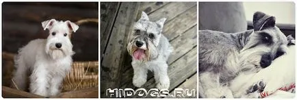 Törpe schnauzer kölykök mind a fajta, különösen a természetvédelmi (fotó) (karakter) Törpe schnauzer kölykök mind a fajta, különösen a természetvédelmi (fotó)