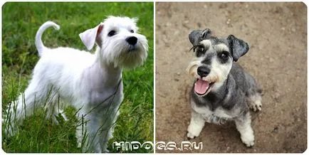 Törpe schnauzer kölykök mind a fajta, különösen a természetvédelmi (fotó) (törpe schnauzer) Törpe schnauzer kölykök mind a fajta, különösen a természetvédelmi (fotó)