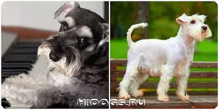 Törpe schnauzer kölykök mind a fajta, különösen a természetvédelmi (fotó) (rock) Törpe schnauzer kölykök mind a fajta, különösen a természetvédelmi (fotó)