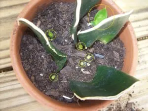 Pike farka virág - kár vagy haszon, a gondozás és transzplantációs szaporítás, kártevők és jelek