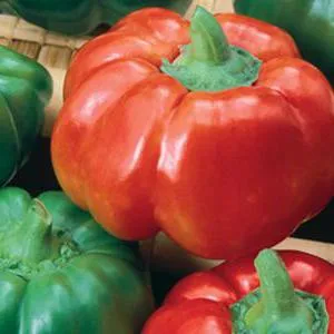 Édes paprika gogoshary ami (mi ez gogoshary gogoshary paprika fajta gogoshary) Édes paprika gogoshary mi ez