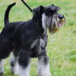 Törpe schnauzer kutya (50 kép), fehér törpék, színes bors és só, amely schnauzer méret (szín) Törpe schnauzer kutya (50 kép), fehér törpék, színes bors és só, milyen méretű schnauzer,