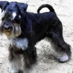Törpe schnauzer kutya (50 kép), fehér törpék, színes bors és só, milyen méretben Schnauzer (kutya) Törpe schnauzer kutya (50 kép), fehér törpék, színes bors és só, milyen méretű schnauzer,
