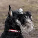 Törpe schnauzer kutya (50 kép), fehér törpék, színes bors és só, amely schnauzer méret (törpe) Törpe schnauzer kutya (50 kép), fehér törpék, színes bors és só, milyen méretű schnauzer,