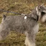 Törpe schnauzer kutya (50 kép), fehér törpék, színes bors és só, amely schnauzer méretben (fehér) Törpe schnauzer kutya (50 kép), fehér törpék, színes bors és só, milyen méretű schnauzer,