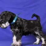 Törpe schnauzer kutya (50 kép), fehér törpék, színes bors és só, amely schnauzer méretben (fehér) Törpe schnauzer kutya (50 kép), fehér törpék, színes bors és só, milyen méretű schnauzer,