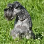 Törpe schnauzer kutya (50 kép), fehér törpék, színes bors és só, amely schnauzer méretben (törpe schnauzer) Törpe schnauzer kutya (50 kép), fehér törpék, színes bors és só, milyen méretű schnauzer,
