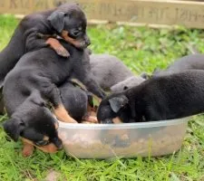 Kutya törpe pinscher (Miniature Pinscher) tenyészteni leírás, fotók, az ár a kölykök, vélemények