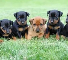 Kutya törpe pinscher (Miniature Pinscher) tenyészteni leírás, fotók, az ár a kölykök, vélemények