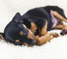 Kutya törpe pinscher (Miniature Pinscher) tenyészteni leírás, fotók, az ár a kölykök, vélemények