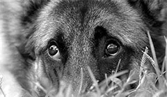 Kutya sírás - kisállat gondozás - cikkek Directory (kutya) Kutya sírás - kisállat gondozás - cikkek Directory