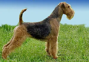 Dog Electronics becenevet, kutyafajta elektronika, tudja, hogy minden dal