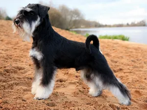 Törpe schnauzer kutya fajta leírását a megjelenését és jellegét véleménye a tulajdonosok a kutyák (standard) Törpe schnauzer kutya fajta leírását a megjelenését és jellegét véleménye a tulajdonosok a kutyák
