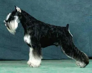 Törpe schnauzer kutya fajta leírását a megjelenését és jellegét véleménye a tulajdonosok a kutya (kutya) Törpe schnauzer kutya fajta leírását a megjelenését és jellegét véleménye a tulajdonosok a kutyák