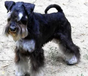 Törpe schnauzer kutya (50 kép), fehér törpék, színes bors és só, amely schnauzer méret (törpe) Törpe schnauzer kutya (50 kép), fehér törpék, színes bors és só, milyen méretű schnauzer,