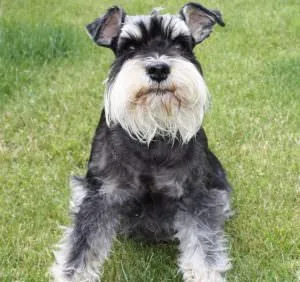 Törpe schnauzer kutya (50 kép), fehér törpék, színes bors és só, amely schnauzer méret (törpe) Törpe schnauzer kutya (50 kép), fehér törpék, színes bors és só, milyen méretű schnauzer,