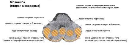 Ismét a agy, gyógyító hely az élet (élet) Ismét a agy, élettér gyógyulás