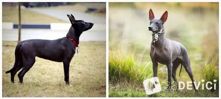 Kutya Xoloitzcuintle fotók, ár, jellemzőinek ismertetése a fajta (kutya) Kutya Xoloitzcuintle fotók, ár, jellemzőinek ismertetése a fajta