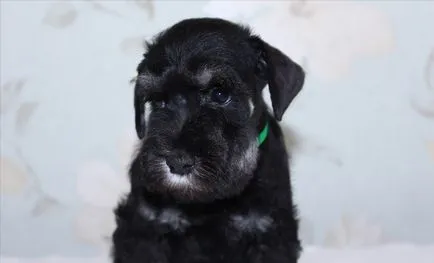 Törpe schnauzer kutya (50 kép), fehér törpék, színes bors és só, amely schnauzer méretben (fehér) Törpe schnauzer kutya (50 kép), fehér törpék, színes bors és só, milyen méretű schnauzer,