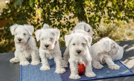 Törpe schnauzer kutya (50 kép), fehér törpék, színes bors és só, amely schnauzer méretben (törpe schnauzer) Törpe schnauzer kutya (50 kép), fehér törpék, színes bors és só, milyen méretű schnauzer,