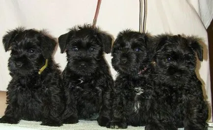 Törpe schnauzer kutya (50 kép), fehér törpék, színes bors és só, milyen méretben Schnauzer (kutya) Törpe schnauzer kutya (50 kép), fehér törpék, színes bors és só, milyen méretű schnauzer,