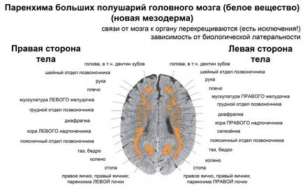 Ismét a agy, gyógyító hely az élet (az agy) Ismét a agy, élettér gyógyulás