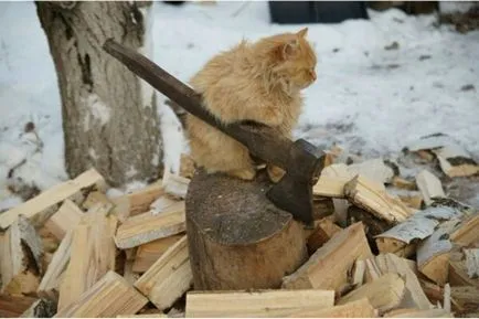 Vicces macskák képek