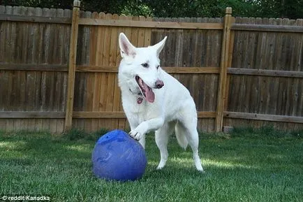 Canine kutya hűség, sírva sírjánál a tulajdonosok és gyászolja a halott négylábú barát