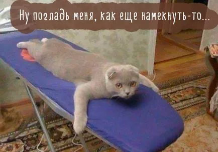 Vicces macskák képek