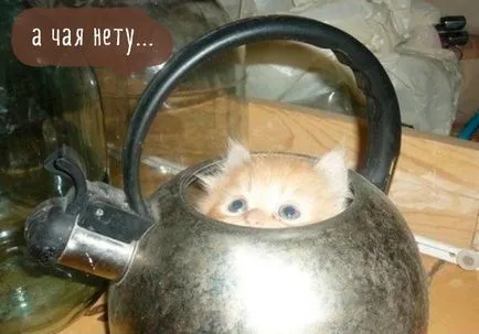 Vicces macskák képek