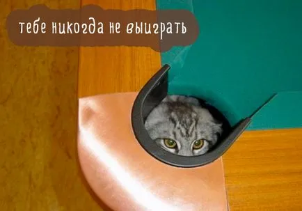 Vicces macskák képek