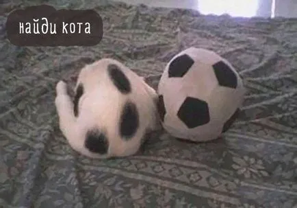 Vicces macskák képek