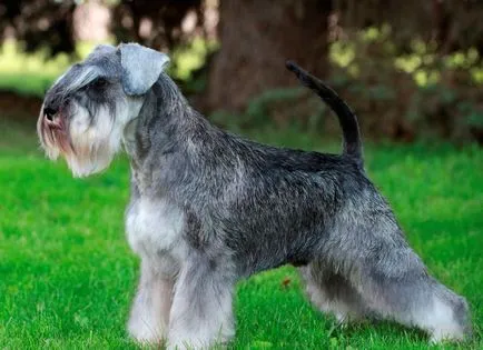 Törpe schnauzer kutya (50 kép), fehér törpék, színes bors és só, milyen méretű schnauzer, (fotó) Törpe schnauzer kutya (50 kép), fehér törpék, színes bors és só, milyen méretű schnauzer,