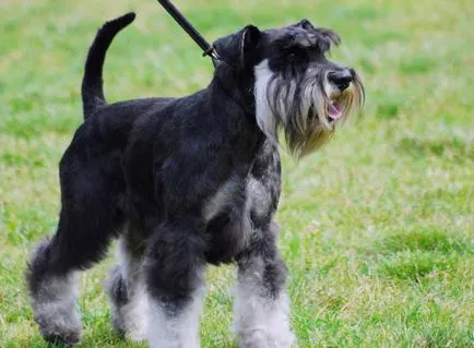 Törpe schnauzer kutya (50 kép), fehér törpék, színes bors és só, milyen méretű schnauzer, (fotó) Törpe schnauzer kutya (50 kép), fehér törpék, színes bors és só, milyen méretű schnauzer,