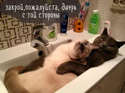 Vicces macskák képek