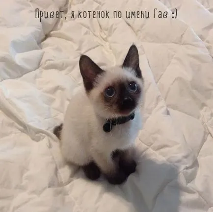 Vicces macskák képek