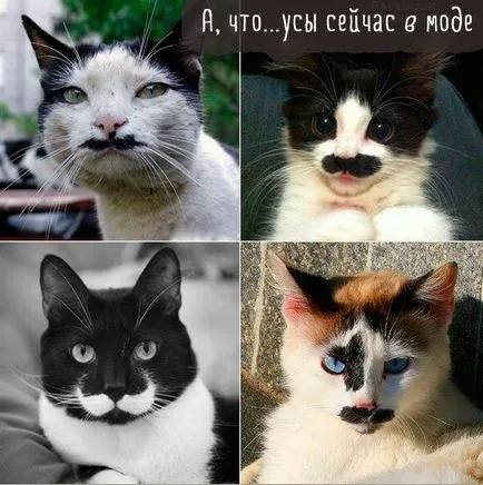 Vicces macskák képek