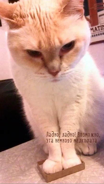 Vicces macskák képek