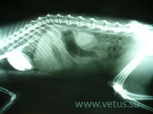 Cat tönkremegy