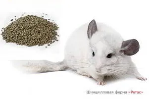A csincsilla megeszi