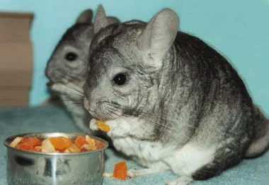 A csincsilla megeszi