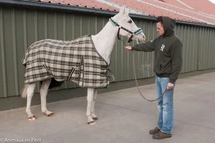 Lovak a kapcsolatot