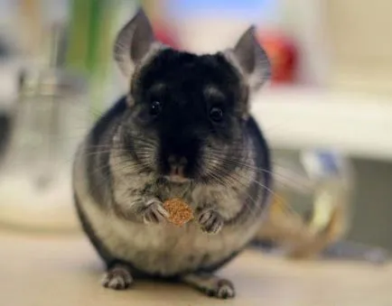 A csincsilla megeszi