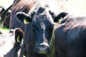 Álomértelmezés tehén támadta meg álmok tehén, amely támadások és Butt álom (álom értelmezése) Álomértelmezés tehén támadta meg álmok tehén, amely támadások és Butt álom
