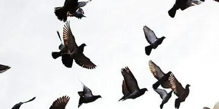 madarak az égen álom könyv, amit álmok madarak az égen, egy álom (madarak) madarak az égen álom könyv, amit álmok madarak az égen egy álom