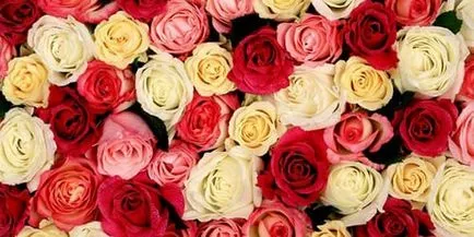 Rose álom könyv, amit az álom rózsa álom (mi) Rose álom könyv, amit az álom rózsa álom