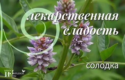 Édesgyökér - gyógyászati édesség (édesgyökér) Édesgyökér - gyógyszerek édesség