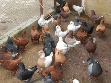 Tartalom, tenyésztési és takarmányozási galambok